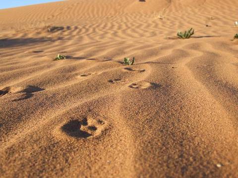       Klantbeoordelingsfoto van 3 Dagen Avontuurlijke trektocht op een kameel in de Sahara-woestijn van Marokko 
  