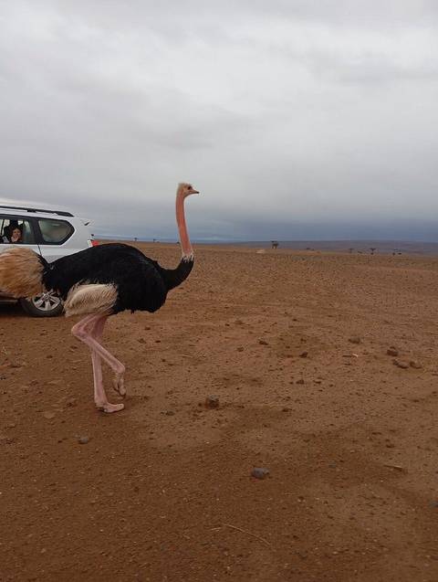       Klantbeoordelingsfoto van 3 Dagen Avontuurlijke trektocht op een kameel in de Sahara-woestijn van Marokko 
  