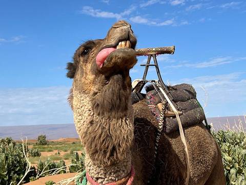       Klantbeoordelingsfoto van 3 Dagen Avontuurlijke trektocht op een kameel in de Sahara-woestijn van Marokko 
  