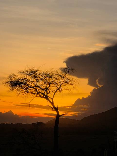       Silhouette of an acacia tree set against a vivid orange and yellow African sunset with dramatic clouds
  