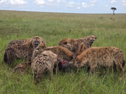       Group of hyenas feeding on a carcass in tall green grass on the savanna
  