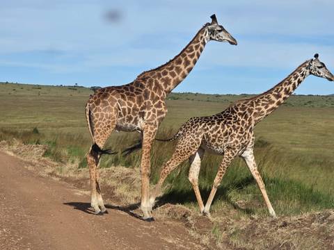       Two giraffes crossing a dirt track on open grassland under a blue sky
  