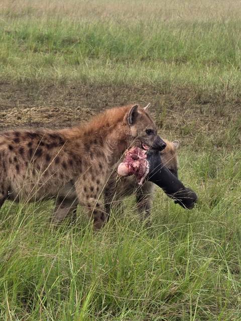       3 days Masai Mara Safari with open roof  4WD vehicle customer review photo 
  