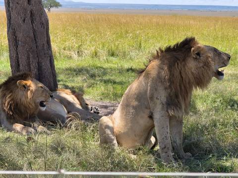       Three male lions resting and roaring in the shade of a tree on grassy plains
  