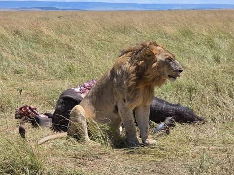       Male lion guarding a fresh kill amid golden grassland
  