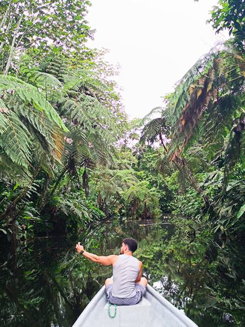       Dense tropical rainforest with towering ferns reflected in a still water channel.
  