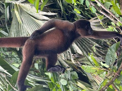       Brown woolly monkey hangs upside-down among lush jungle foliage.
  