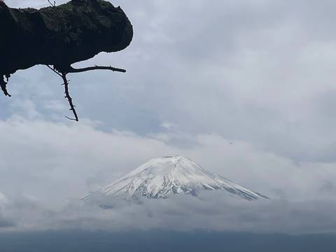       Snow-capped peak of Mount Fuji emerging above a blanket of clouds with a silhouetted tree branch in the foreground
  
