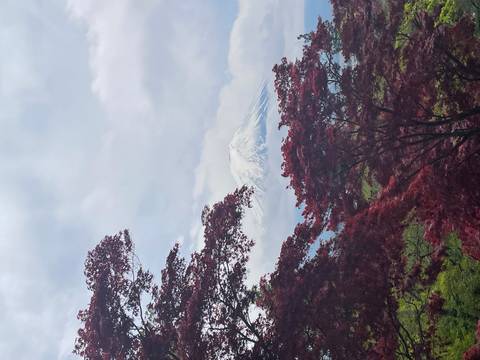       Mount Fuji framed by lush red maple foliage on an overcast day
  
