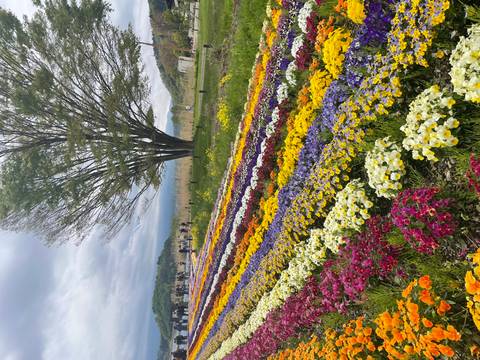       Long colourful rows of blooming flowers stretch toward a lone tree with distant hills beneath a cloudy sky.
  