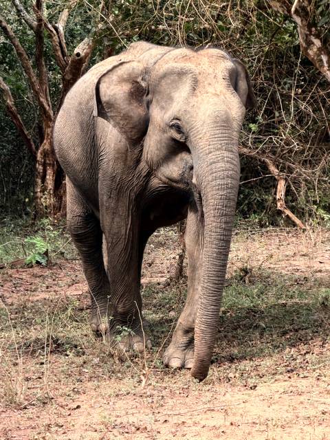      Close-up of a wild Asian elephant standing in scrubby woodland, its textured skin filling the frame.
  