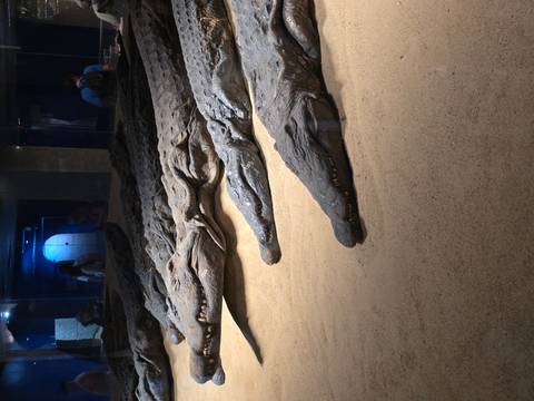       Mummified crocodiles lie preserved in a museum display case under dim lighting.
  