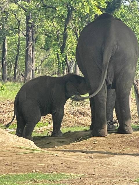       Baby elephant nursing beneath its mother in a grassy forest clearing
  