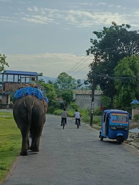       3-Days Chitwan National Park Tour from Kathmandu via Flight customer review photo 
  