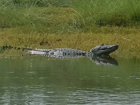       3-Days Chitwan National Park Tour from Kathmandu via Flight customer review photo 
  