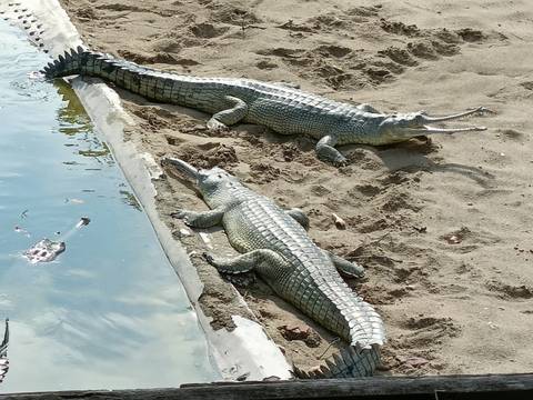       Two gharial crocodiles bask on sandy riverbank beside calm water
  