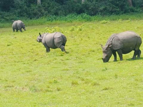       Three one-horned rhinos grazing on an open grassy plain
  