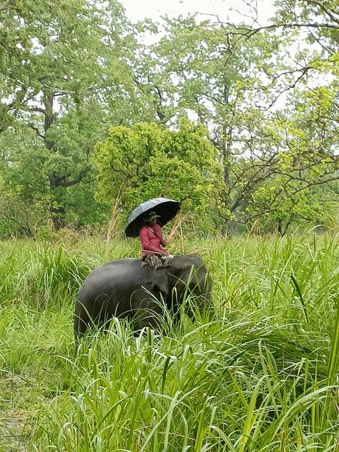       Mahout with umbrella rides an elephant through tall green grass on a rainy day
  