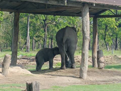      Elephant calf standing under a wooden shelter beside its mother in the forest
  