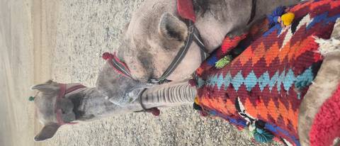       Rider’s view from atop a camel with colorful patterned saddle blanket
  