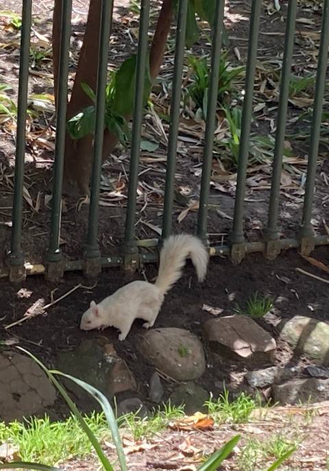      Close-up of a rare white squirrel foraging near a fence in a park.
  