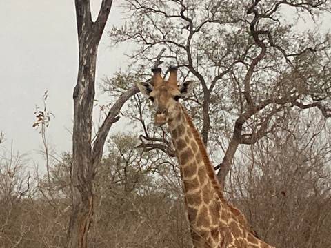       Giraffe standing among leafless trees in the bushveld
  