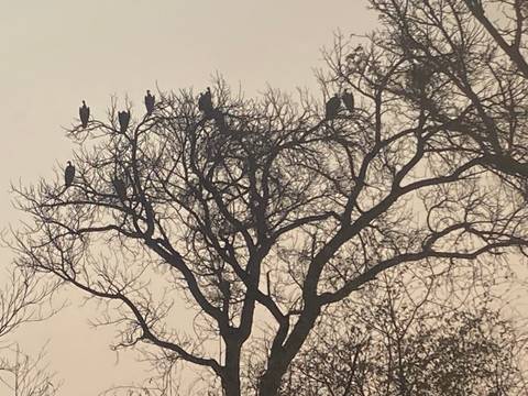       Silhouettes of vultures perched on the bare branches of a large tree at dusk
  