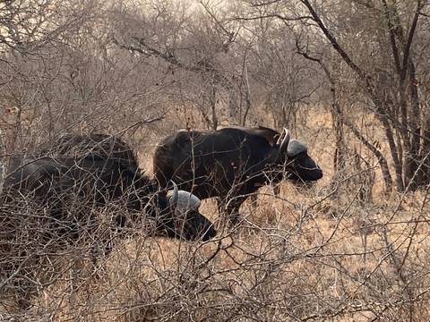       Cape buffalo partly hidden among dry thorny bushes
  