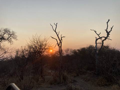       Orange sun setting behind bare trees in the African bush
  