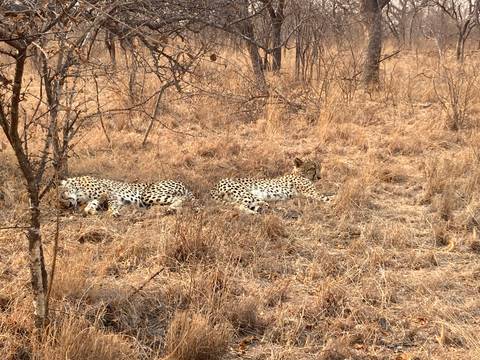       Two cheetahs lying camouflaged in dry golden grass
  