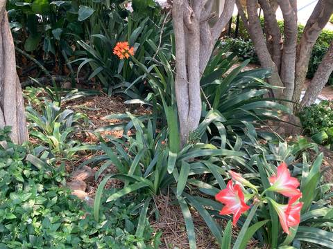       Close view of garden bed with lush green foliage and blooming red and orange flowers
  