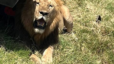       Close-up of a male lion lying in tall grass, mouth open as if roaring or panting.
  