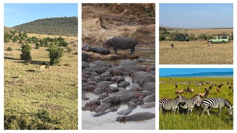       Collage showing savannah landscapes with lions, hippos in water, zebras and safari vehicles.
  