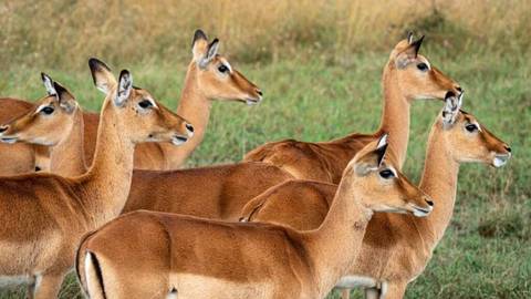       Group of alert antelopes standing in short grass, all facing the same direction.
  