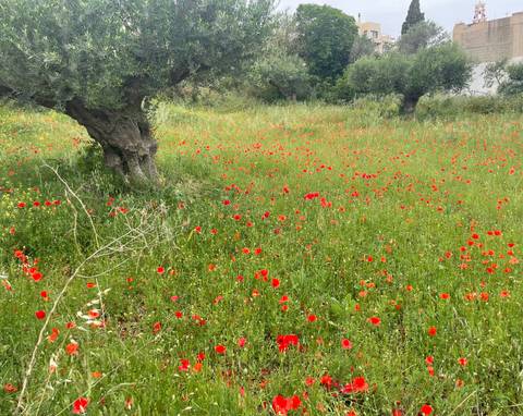       Meadow of bright red poppies scattered beneath ancient olive trees in rural Greece.
  