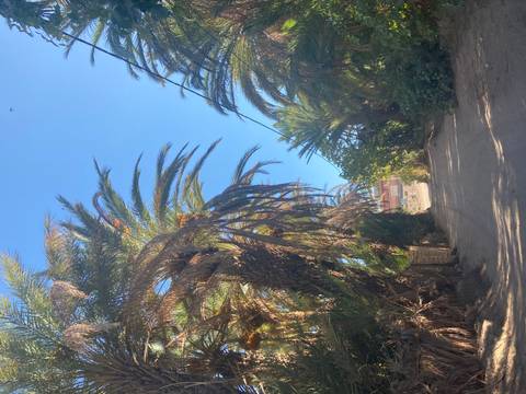       Dusty track flanked by tall palm trees forming a natural archway against blue skies
  