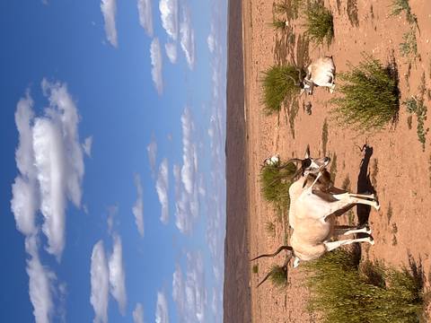       Group of addax antelopes resting and grazing on a sparse desert plain beneath a blue sky
  