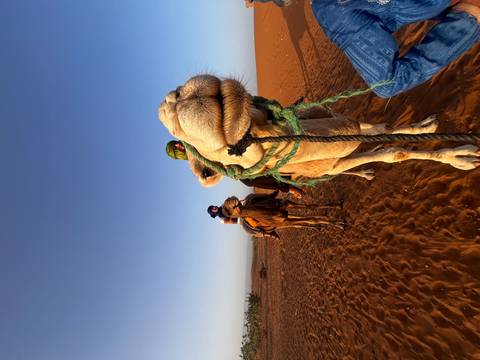       Close-up of a camel’s head with two travellers on camels behind in early morning desert light
  