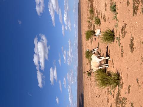       Wide desert scene with two addax antelopes among low shrubs under scattered clouds
  