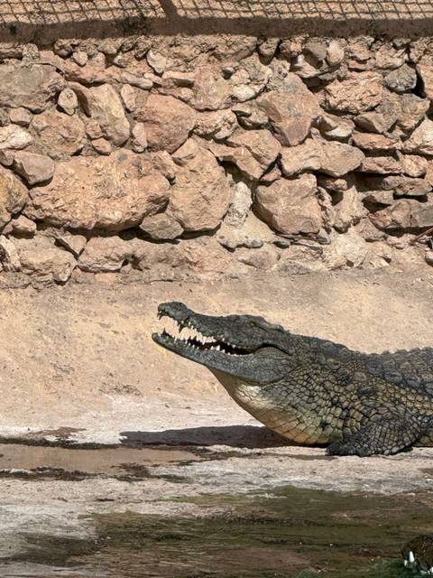       Close-up of a crocodile with open jaws set against a rocky enclosure wall in bright sunlight.
  