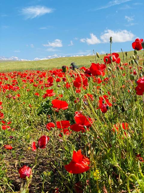       Vibrant field of red poppies stretches toward distant snow-tipped mountains under bright sunlight.
  