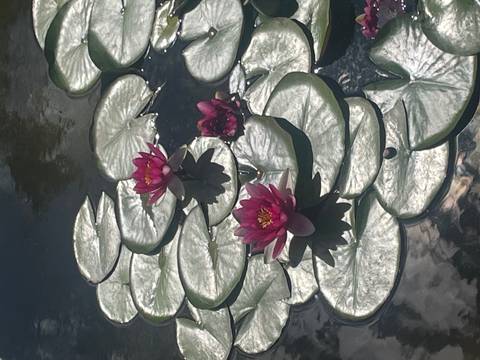       Three pink water lilies bloom among circular green pads on a pond surface.
  