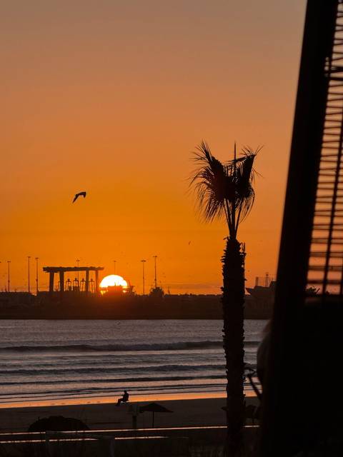       Orange sun sets over a harbour as a lone palm tree and flying bird create a striking silhouette.
  