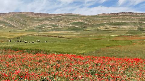       Vibrant red wildflowers blanket a field with grazing sheep and terraced green hills beyond.
  
