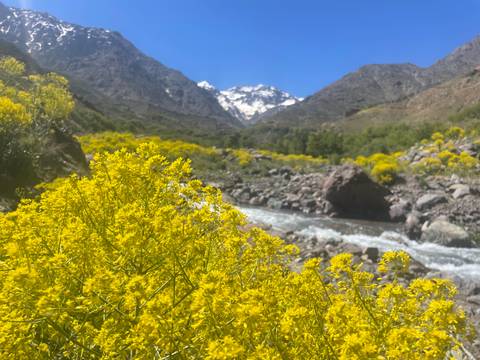       Bright yellow wildflowers frame a rushing mountain stream with snow-capped peaks in the distance.
  