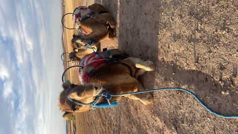       Kneeling camels outfitted with colorful saddles rest on a dusty plain under a blue sky.
  