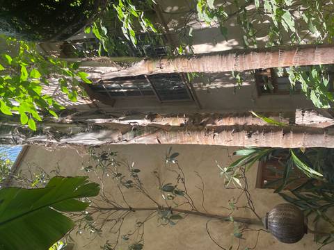       Sun-dappled courtyard with tall palm trunks rising beside a stucco riad wall and arched windows.
  