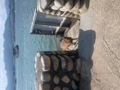       A lone deer stands beside a stone seawall looking out over the water with a ferry in the background
  