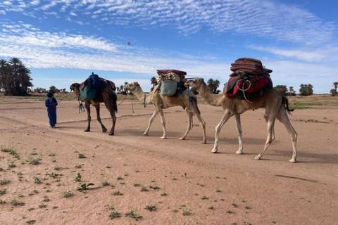       Caravan of three loaded camels led by a guide across a flat sandy plain with scattered palms and blue sky
  