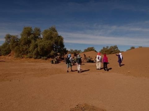       Caravan group walks beside acacia trees and low dunes under a bright blue desert sky
  
